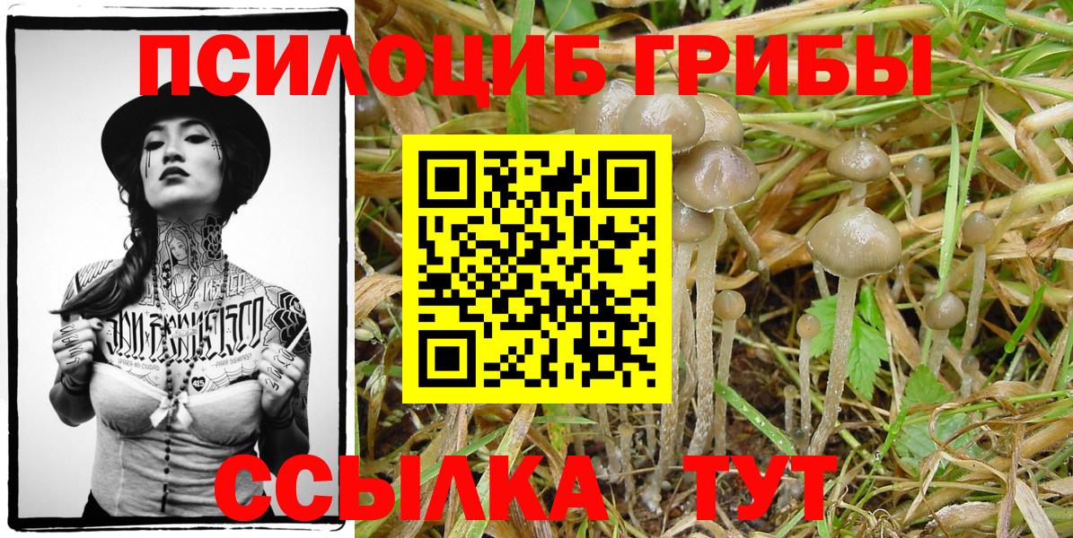 Псилоцибиновые грибы GOLDEN TEACHER  Галлюциногенные грибы Cubensis  Междуреченск  Вход с VPN 